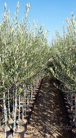 Piante di olivo di 2 anni