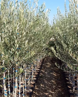 Piante di olivo di 2 anni