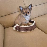 Cucciolo di chihuahua pelo lungo con pedigree