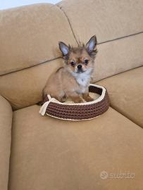 Cucciolo di chihuahua pelo lungo con pedigree