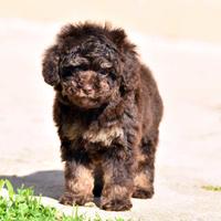 Barbone Nano femmina Phantom