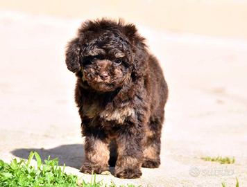 Barbone Nano femmina Phantom