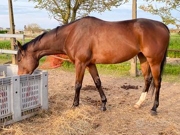 Cavalla vendita/permuta