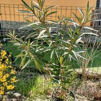 Oleandro in vaso 25 cm x 110 H