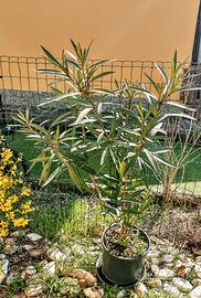 Oleandro in vaso 25 cm x 110 H