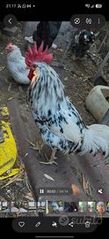 Gallo Ancona exquelter
