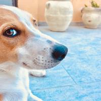 Collie a pelo corto (smooth collie)