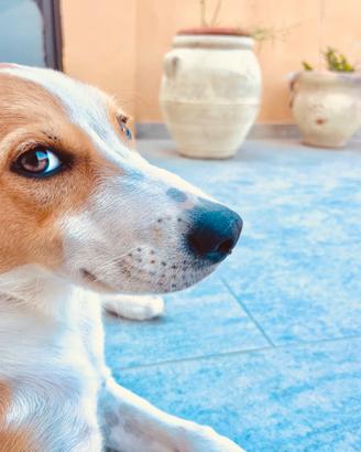 Collie a pelo corto (smooth collie)