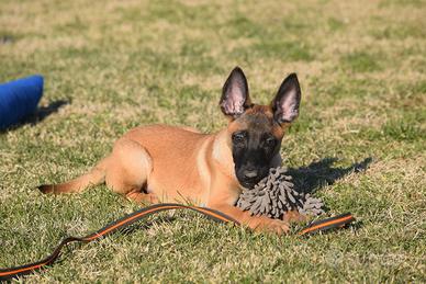 Ultime due cucciole di pastore belga malinois