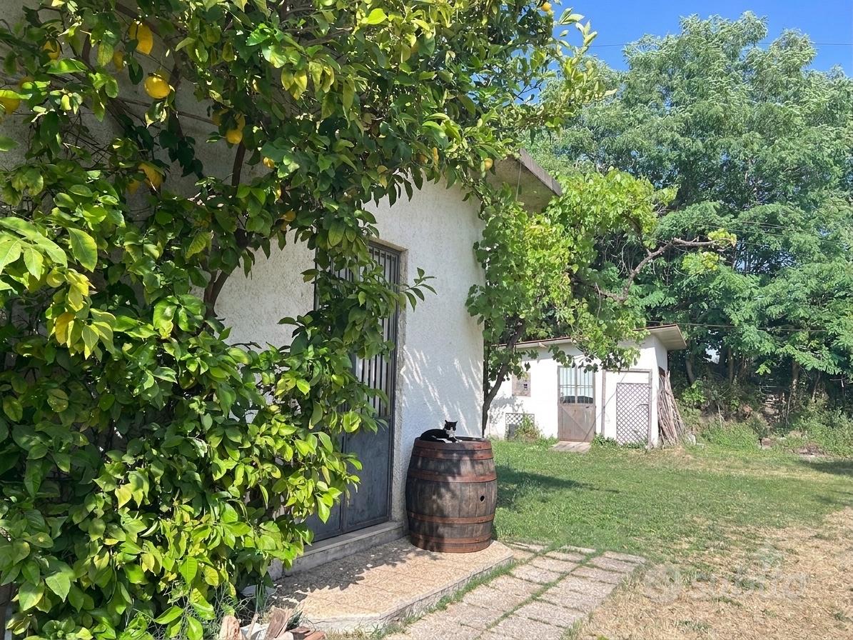 Sant'Angelo d'Alife- Casolare + 8500mq di uliveto - Vista 2