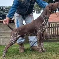 Kurzhaar pronta caccia