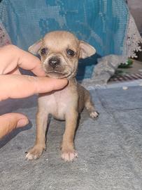 Chihuahua fulvo maschietto toy Allevamento Cucciol