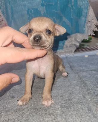 Chihuahua fulvo maschietto toy Allevamento Cucciol