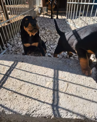 cuccioli segugi italiani