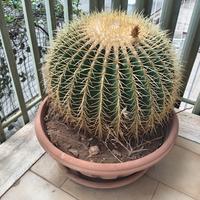 cuscino della suocera 