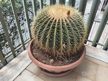 cuscino della suocera 