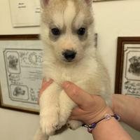 Cuccioli Siberian Husky alta genealogia