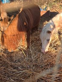 Pony