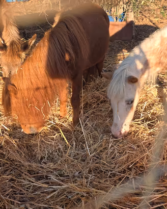 Pony
