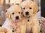 Immagine 9