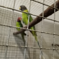 Coppia parrocchetti testa di prugna