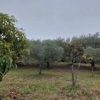 Terreno agricolo 10.000 metri quadri