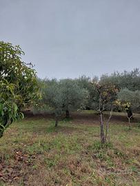 Terreno agricolo 10.000 metri quadri