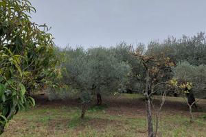 Terreno agricolo 10.000 metri quadri