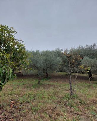 Terreno agricolo 10.000 metri quadri