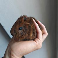 Cucciolo cavia pelo lungo