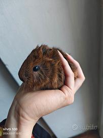 Cucciolo cavia pelo lungo