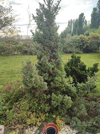 albero cedro blu pino argentato 