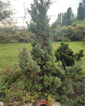 albero cedro blu pino argentato 