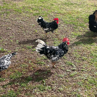 Galli di razza Ancona