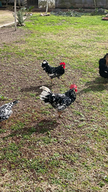 Galli di razza Ancona