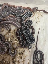 Serpenti del grano