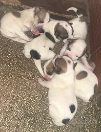 Jack russell terrier