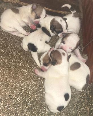 Jack russell terrier