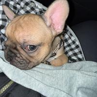 Bouldogue francese