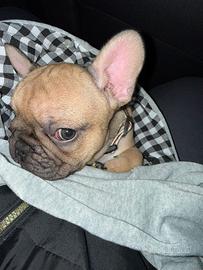 Bouldogue francese