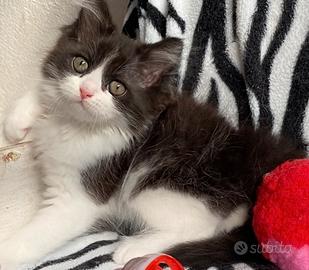 Gattina di persiani normotipo femmina