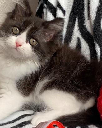Gattina di persiani normotipo femmina