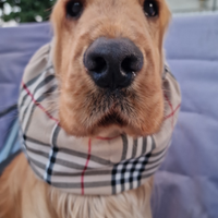 Cocker Spaniel Inglese Pedigree per monta