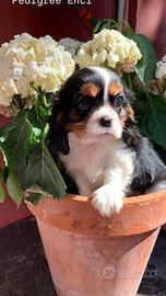 Cuccioli di Cavalier King Charles Spaniel