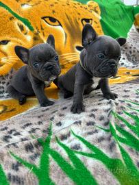 Bulldog francesi maschi