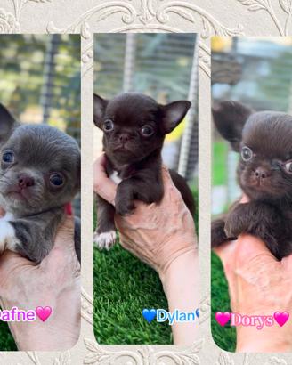 Cuccioli pronti e disponibili chihuahua pedigree