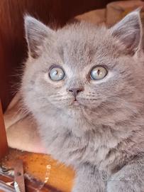 Gattina British shortair