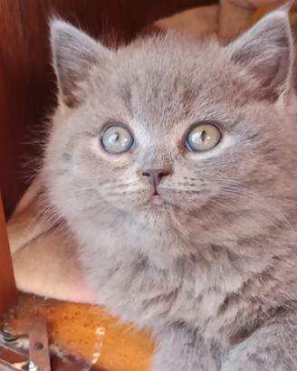 Gattina British shortair