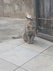 Animali