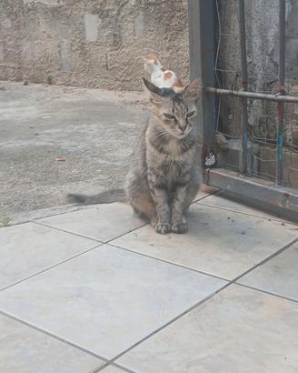 Animali
